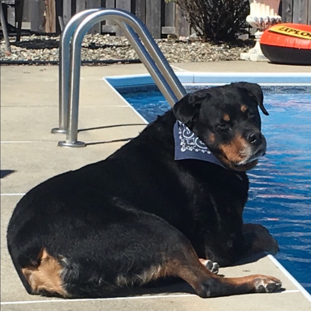 Meet your Posher, R-dog